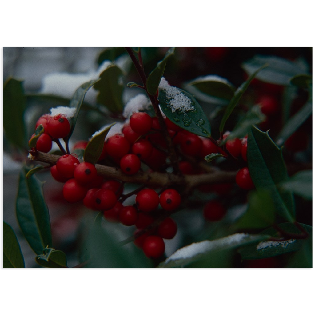 Berries and Snow 5x7 Canvas Mini