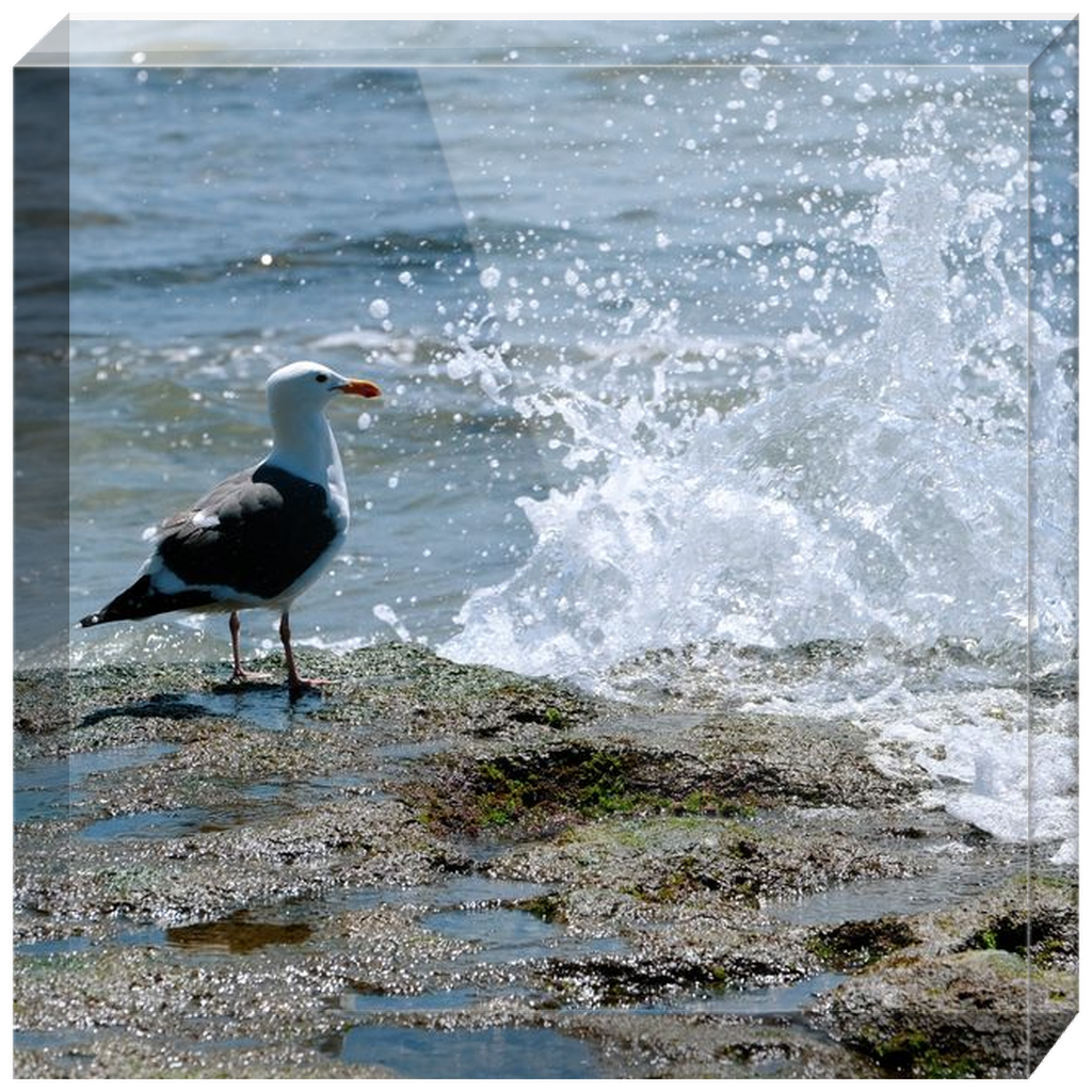 Splish Splash Seagull Acrylic Block Prints