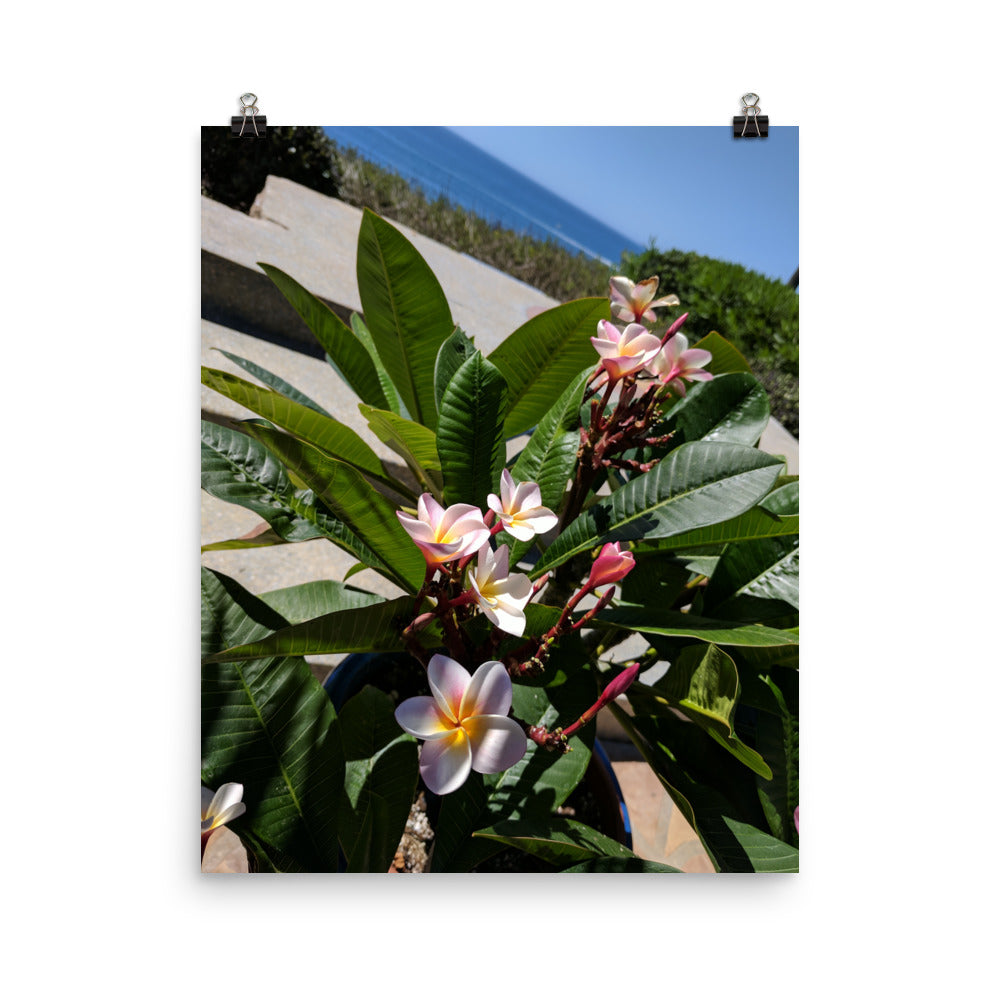 Positively Plumeria Poster